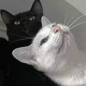 亚洲怡红院在线观看
